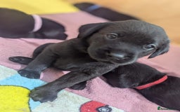 Labrador Retriever dogs for sale: 9 beautiful KC registered pedigree black lab pups - Image 1