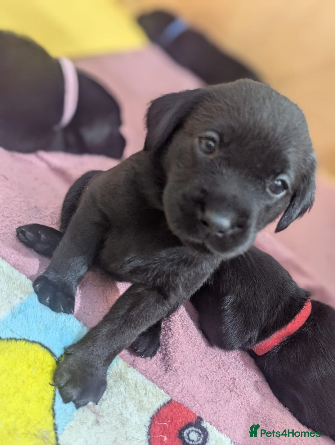 Labrador Retriever dogs for sale: 9 beautiful KC registered pedigree black lab pups - Image 1