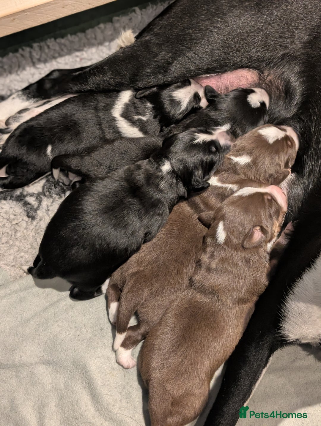 Border Collie dogs for sale: Collie mix puppies looking for their families! - Image 2