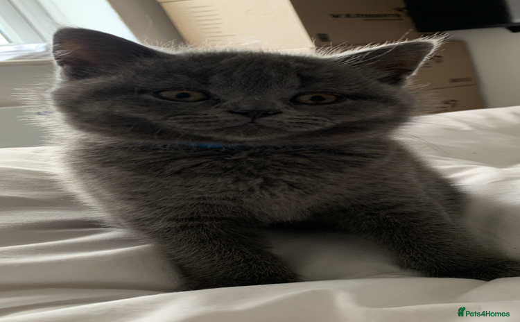 British Shorthair cats British Shorthair Blue Kittens 💛 Raised with Love - Advert 2