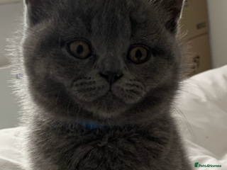 British Shorthair cats British Shorthair Blue Kittens 💛 Raised with Love - Advert 10