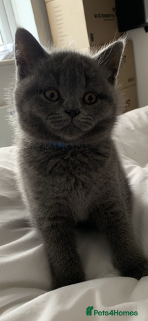British Shorthair cats British Shorthair Blue Kittens 💛 Raised with Love - Advert 1