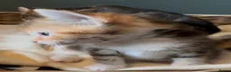 Mixed Breed cats for sale: Kittens - Advert 22