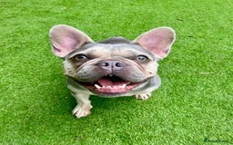 Mixed Breed dogs for adoption: Lovely Anita is looking for her forever home! - Image 5