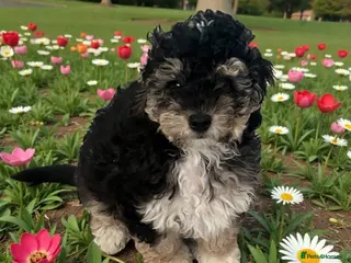 Australian Labradoodle dogs Price Reduced gorgeous Ready to go now only 2 left - Advert 2