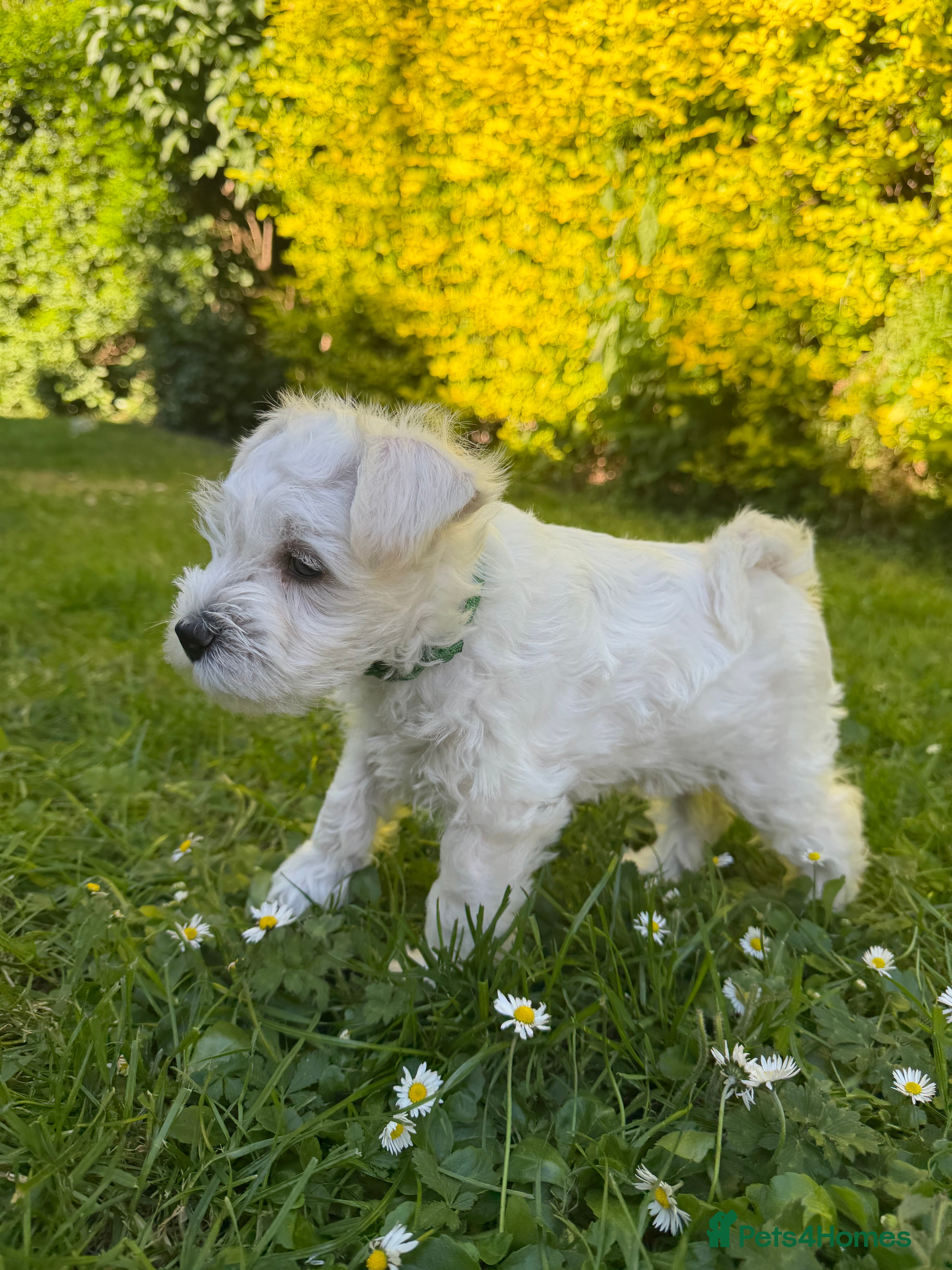 Miniature Schnauzer Puppy 5, Green Collar Boy