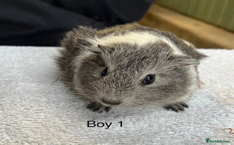 Guinea Pig rodents - Advert 7