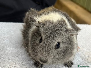 Guinea Pig rodents - Advert 3
