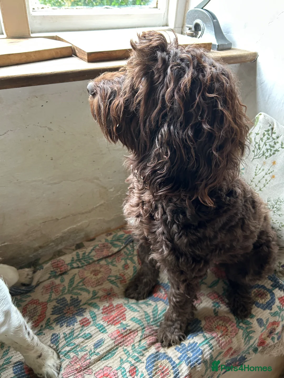 Mixed Breed dogs for sale: Double Doodles/Sproodle x Cockapoo - Advert 2