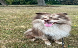 Pomeranian dogs for stud: Beautiful Rare Merle Pomeranian For Stud in Chesterfield - Image 15