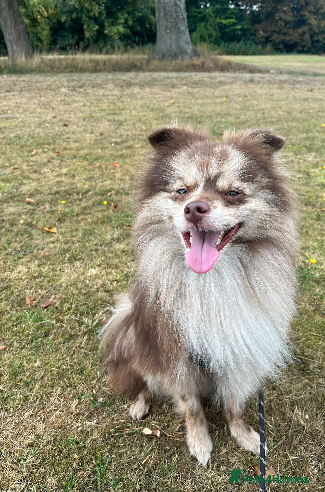Pomeranian dogs for stud: Beautiful Rare Merle Pomeranian For Stud in Chesterfield - Image 15