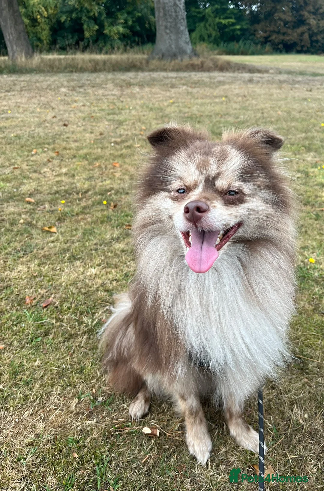 Pomeranian dogs for stud: Rare Merle Pomeranian For Stud Derbyshire in Chesterfield - Advert 16