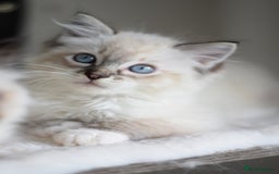 Ragdoll cats for sale: Chunky Ragdoll kittens ready now  - Image 3