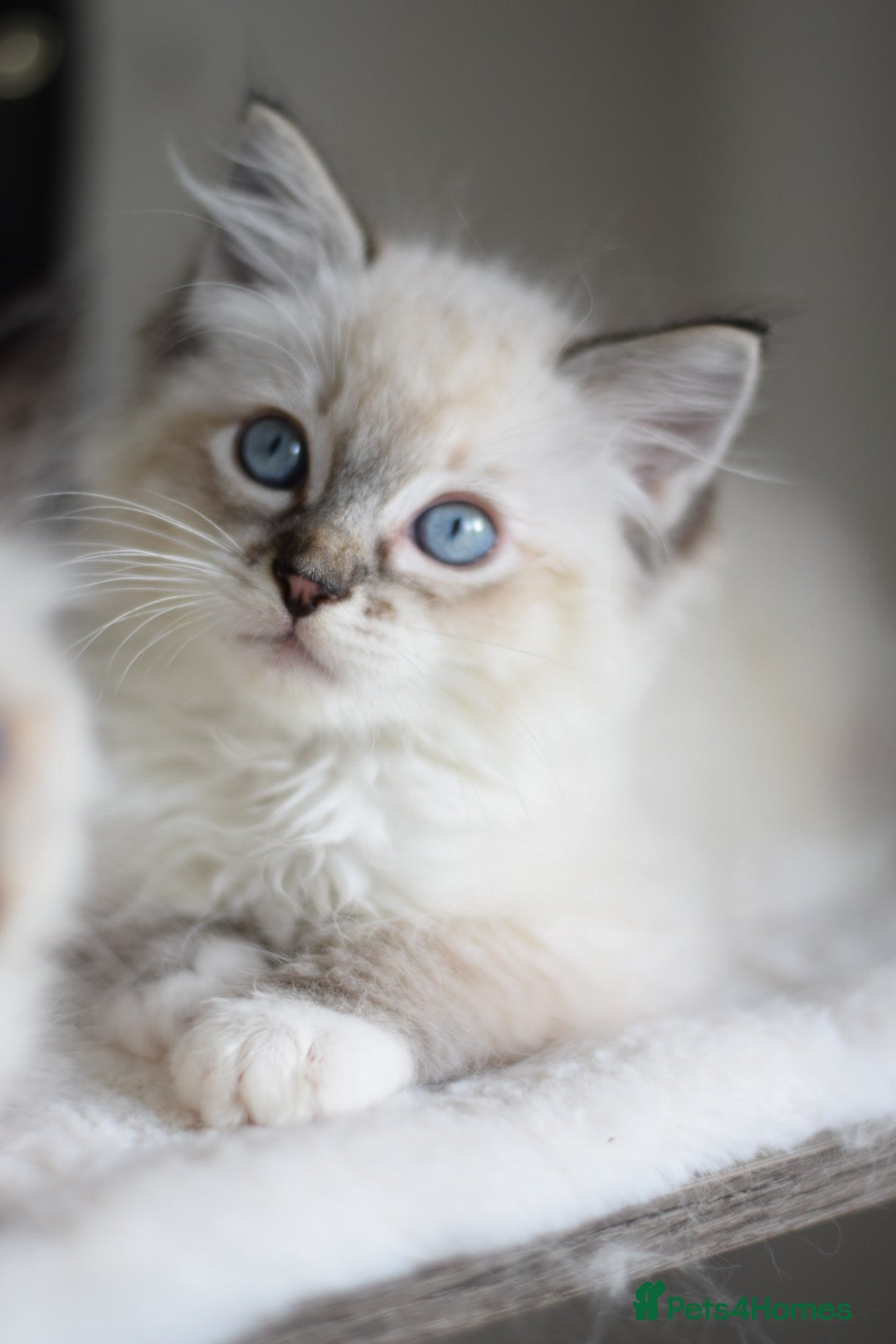 Ragdoll cats for sale: Chunky Ragdoll kittens ready now  - Image 3