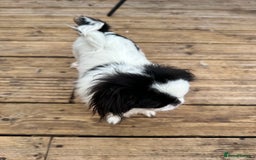 Japanese Chin dogs for sale: female - Advert 24