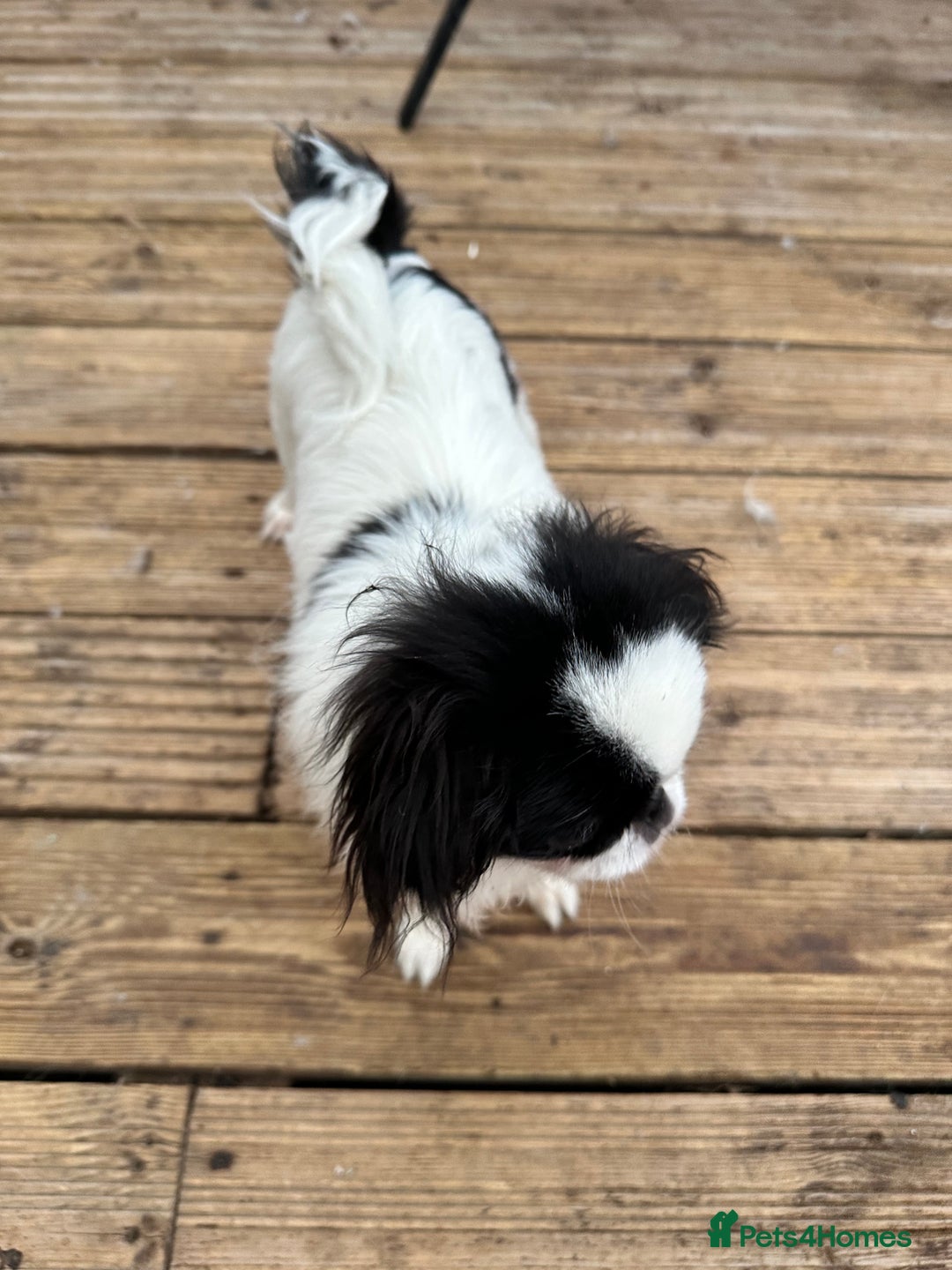 Japanese Chin dogs for sale: female - Advert 24