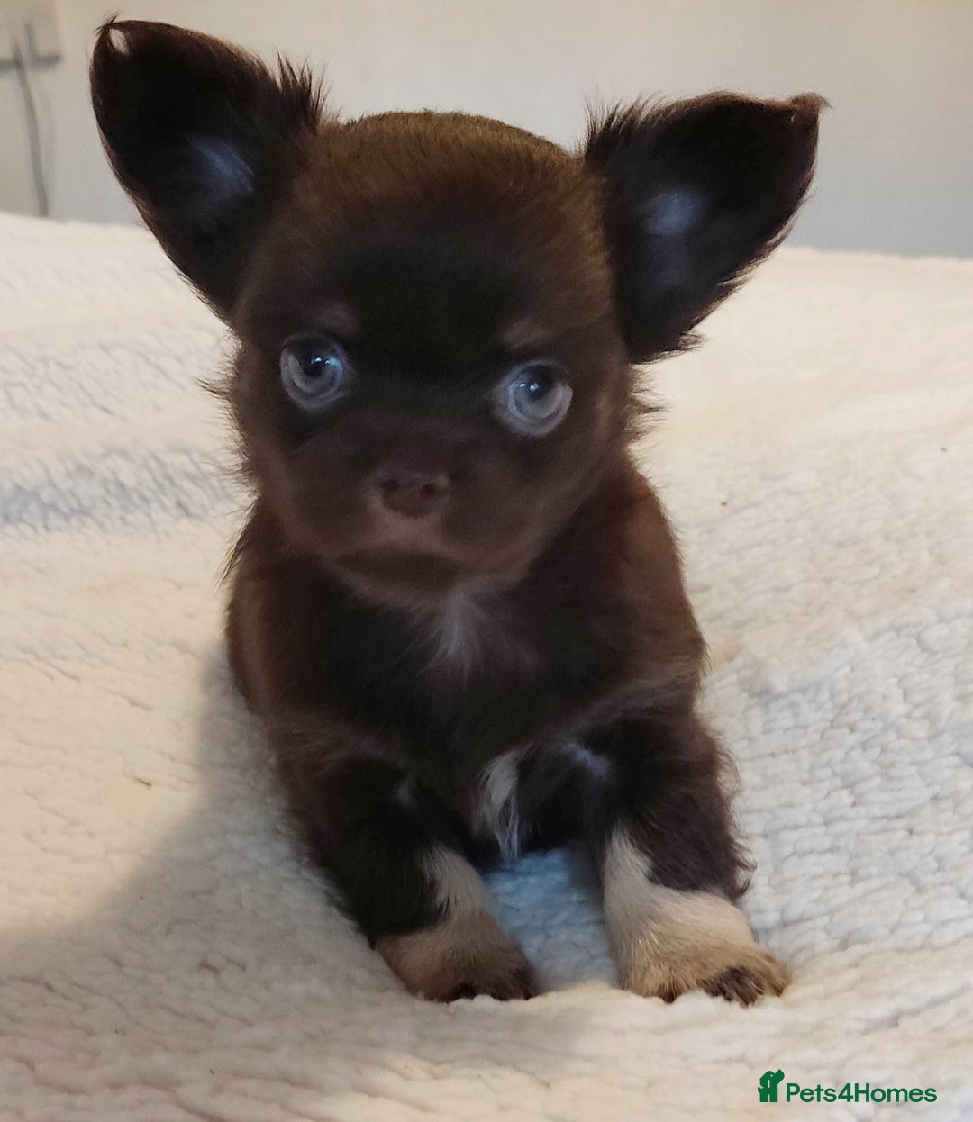Chihuahua dogs for sale: Beautiful Chocolate Chihuahua Girls  - Advert 11