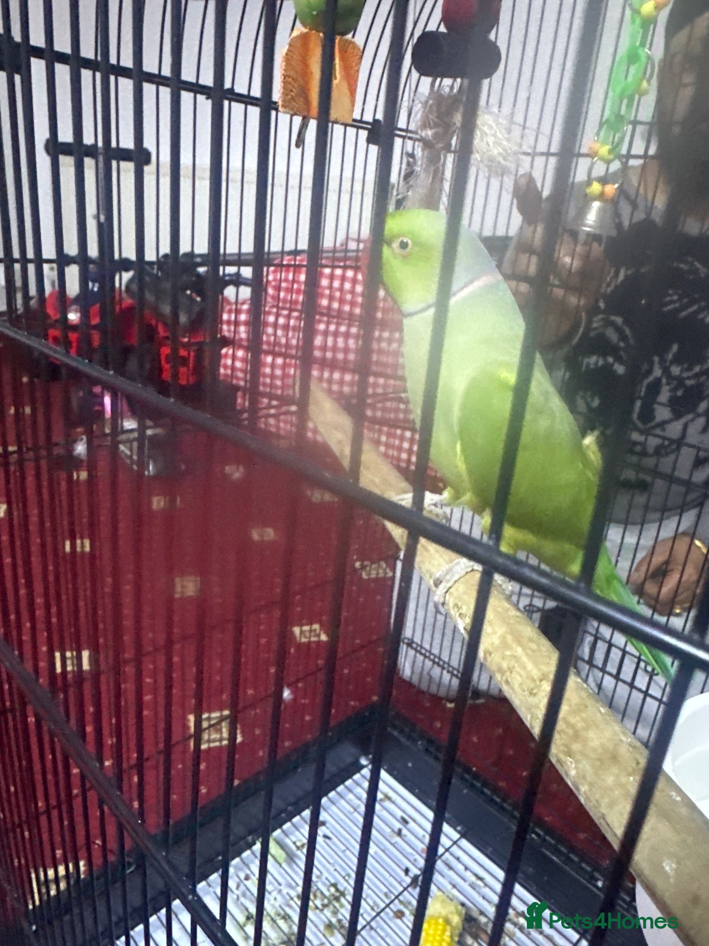 Ringnecks birds for sale: Parrots  - Advert 10