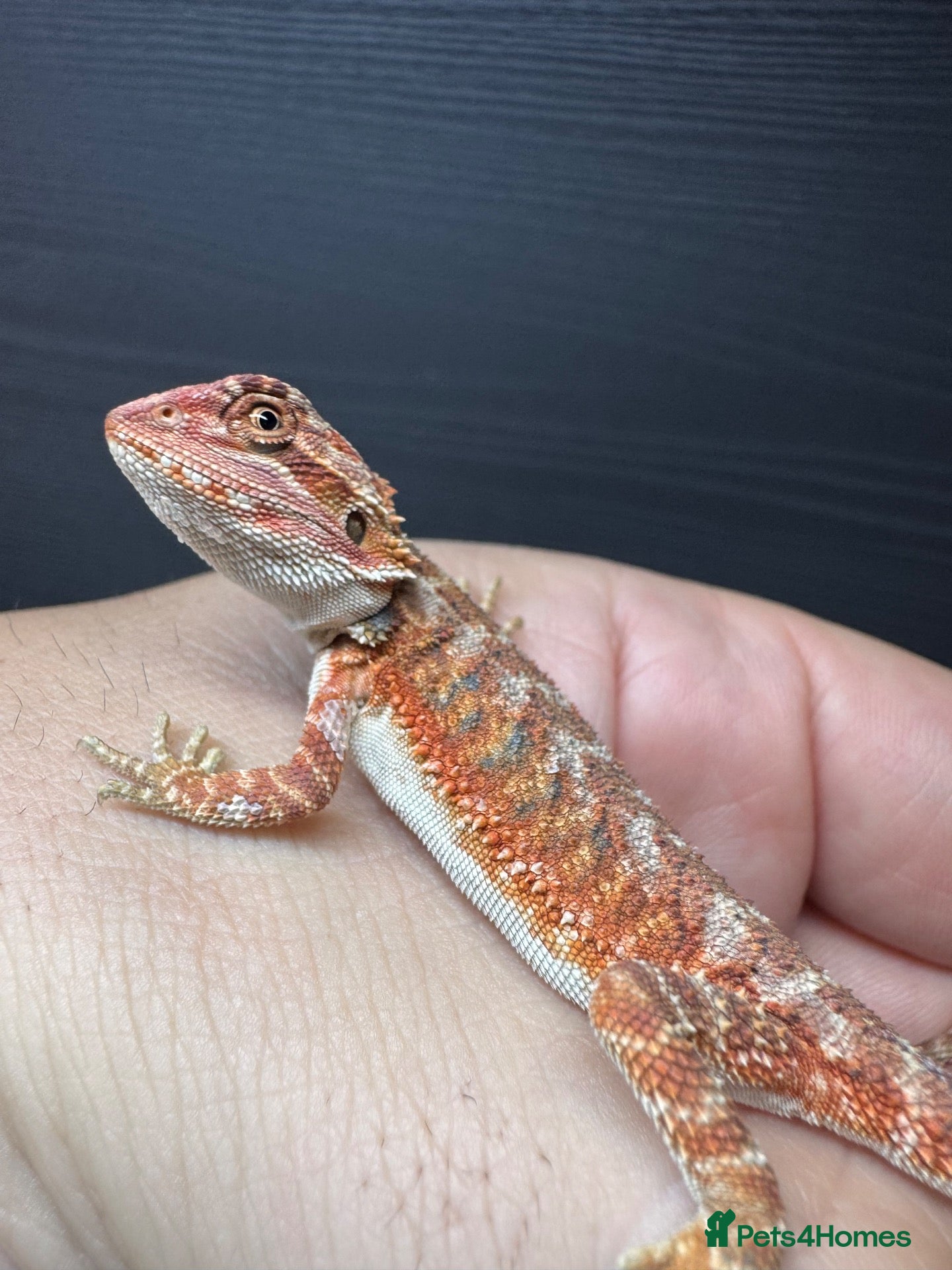 Bearded Dragon reptiles Red Monster blue bars and Hypos and Trans - Advert 1