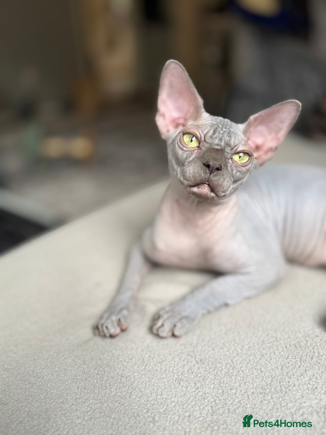 Sphynx cats for sale: Blue Sphynx Active Breeding Potential HCM Clear  - Advert 3