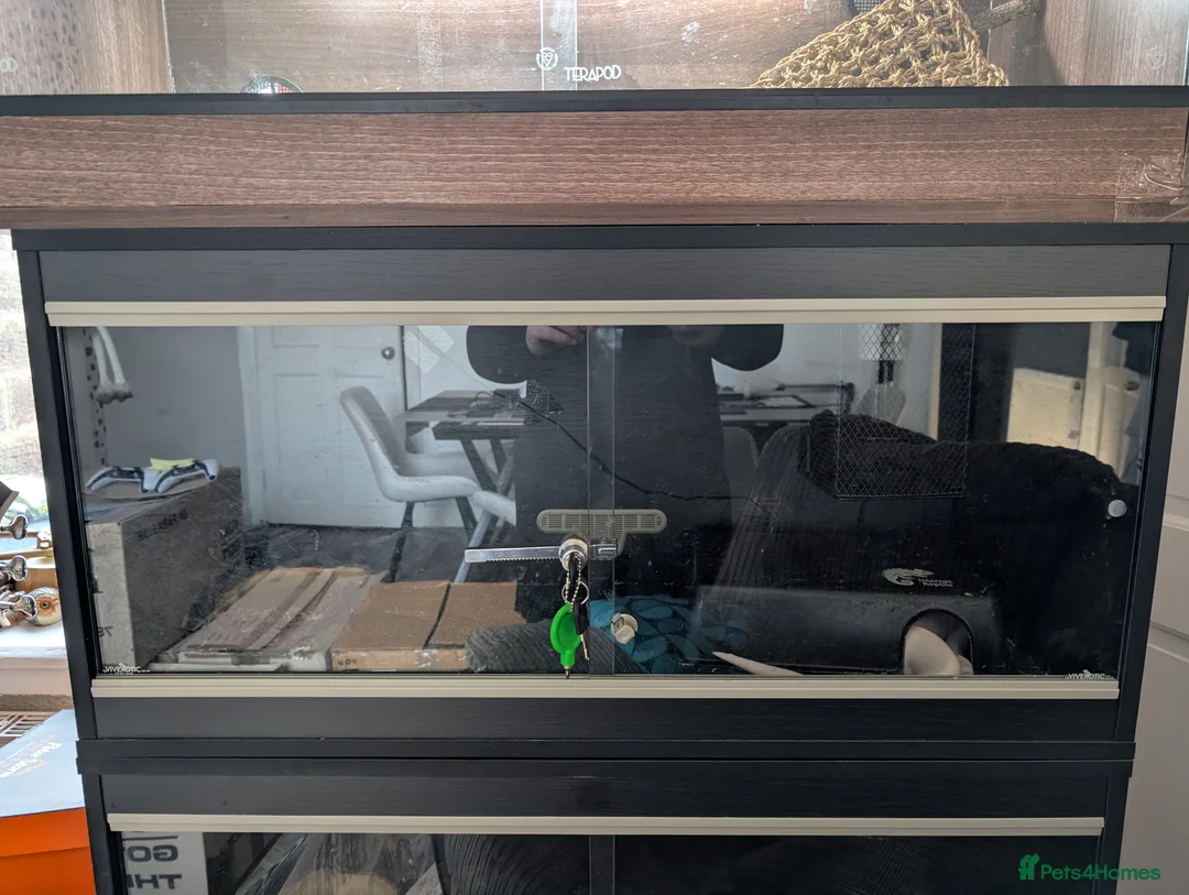 Python Snake reptiles for sale: 1x male, 1 x Female ball python for rehoming  in Colne - Advert 2