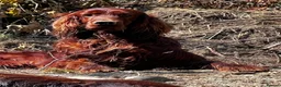 Irish Setter dogs for stud: At Stud the Gallant Gunner - Advert 3