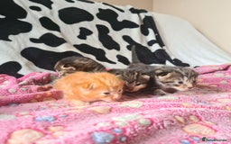 Mixed Breed cats for sale: really beautiful mixed litter - Image 6