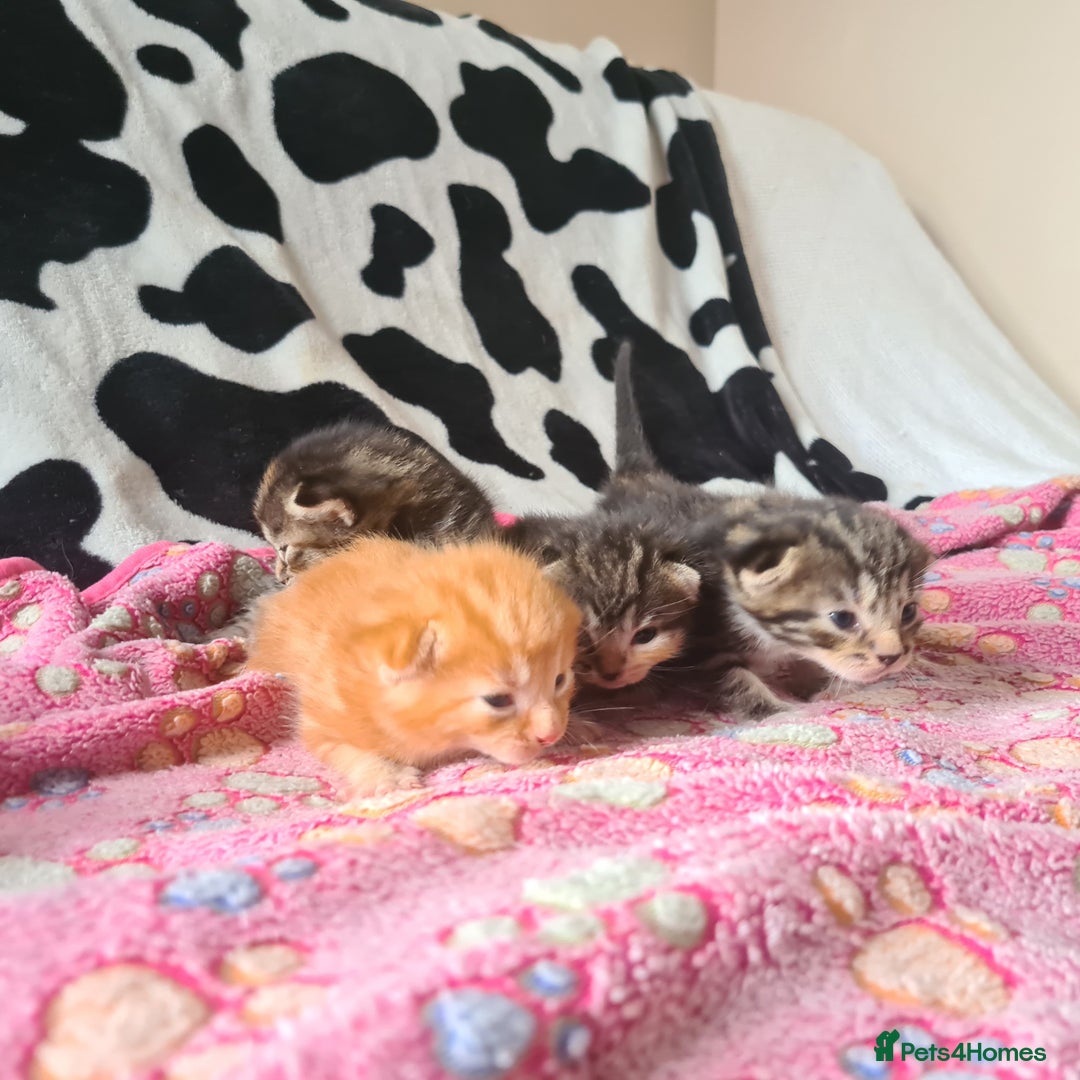 Mixed Breed cats for sale: really beautiful mixed litter - Image 6