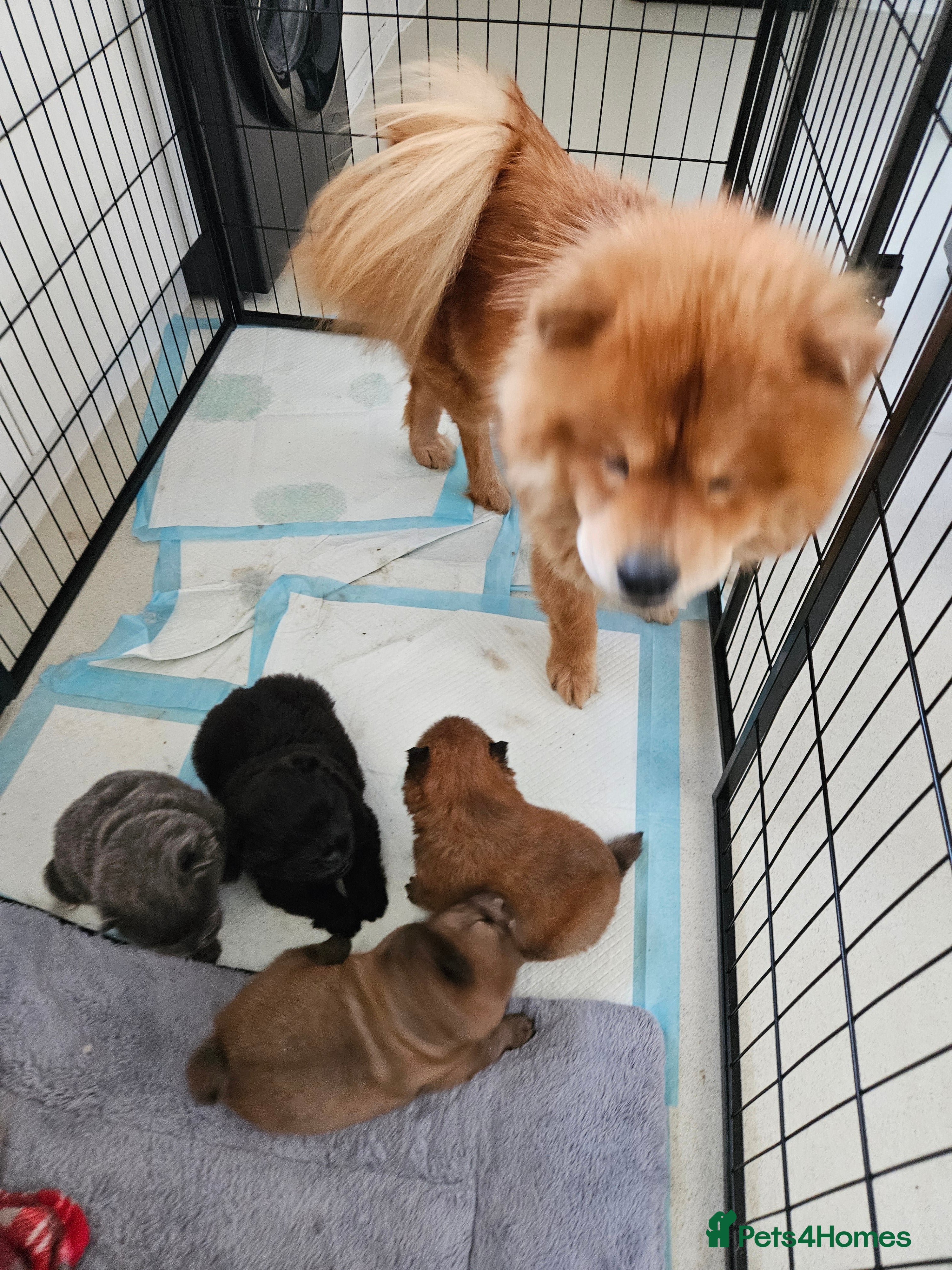 Chow Chow dogs Chow chow puppies - Advert 12