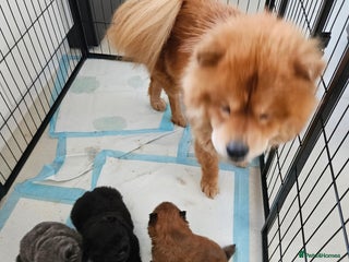 Chow Chow dogs Chow chow puppies - Advert 1