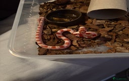 Corn Snake reptiles for sale: 18 beautiful amel Cornsnakes  - Image 3