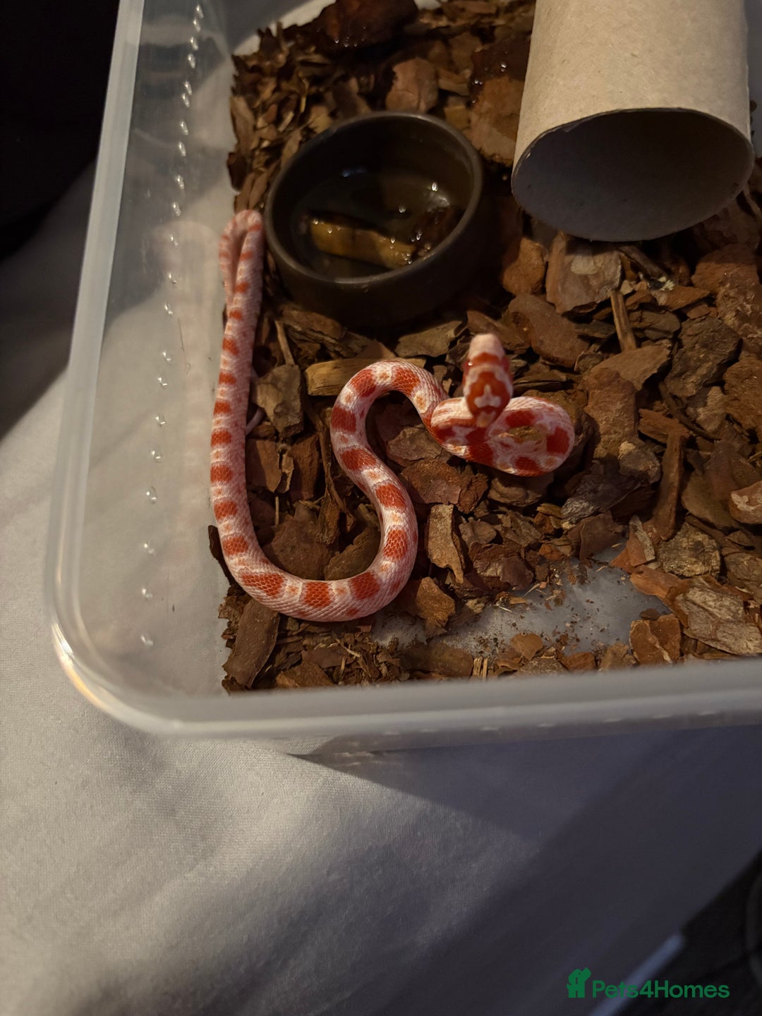Corn Snake reptiles for sale: 18 beautiful amel Cornsnakes  - Image 3