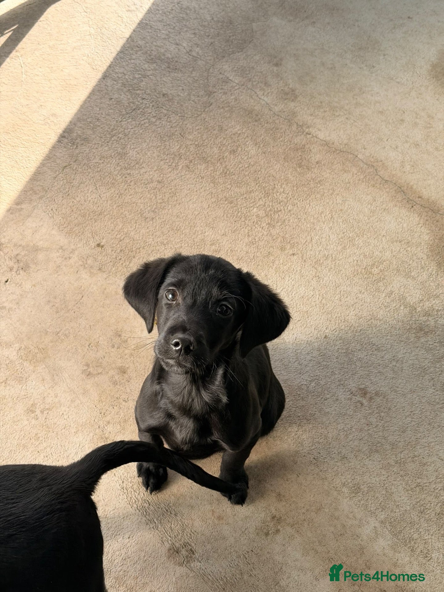 Springador dogs for sale: Springador puppy  - Advert 12
