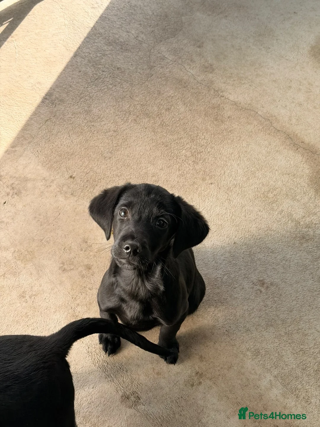 Springador dogs for sale: Springador puppy  in Dunfermline - Advert 1