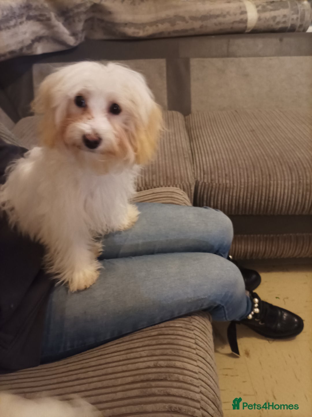 Maltipoo dogs for sale: Beautiful Maltipoo puppies  - Advert 4