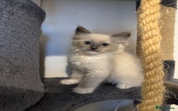 Ragdoll cats for sale: Ragdoll kittens for sale in Romford - Image 20