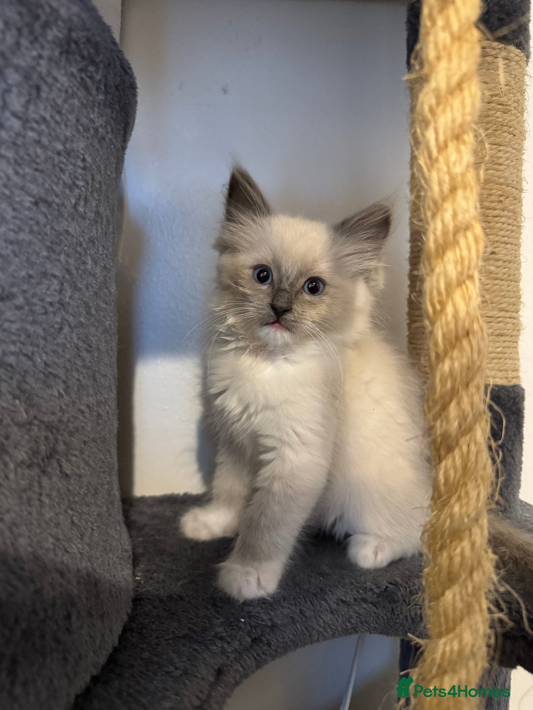 Ragdoll cats for sale: Ragdoll kittens for sale in Romford - Image 20