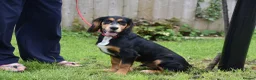Cocker Spaniel dogs for sale: 5 Months Old Male Working Cocker KC Reg - Advert 10