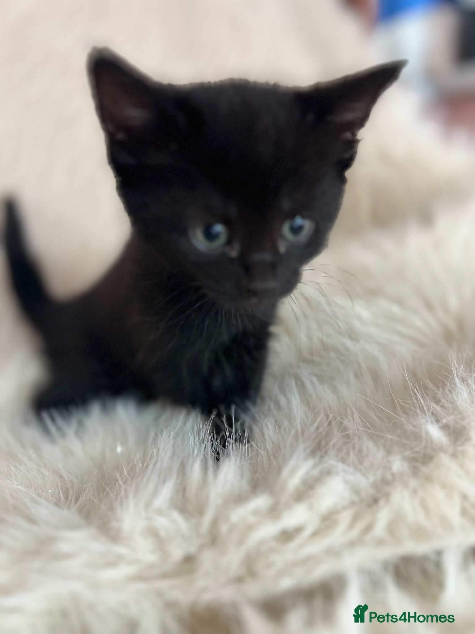 Mixed Breed cats Mixed kittens  - Advert 2