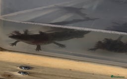 Axolotl reptiles for sale: Axolotl For Sale - Image 5