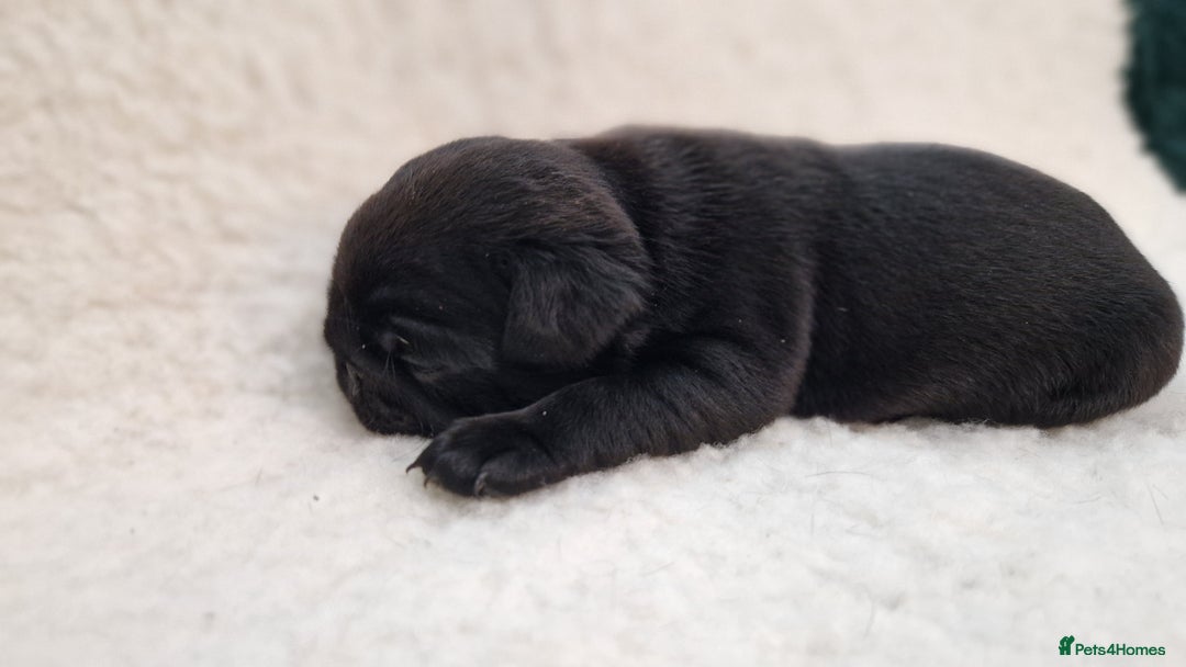 Pug dogs for sale: 2 Adorable pug puppies for sale  - Advert 10