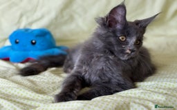 Maine Coon cats for sale: European Blood Lines GCCF Reg Main Coon Kittens  - Image 8