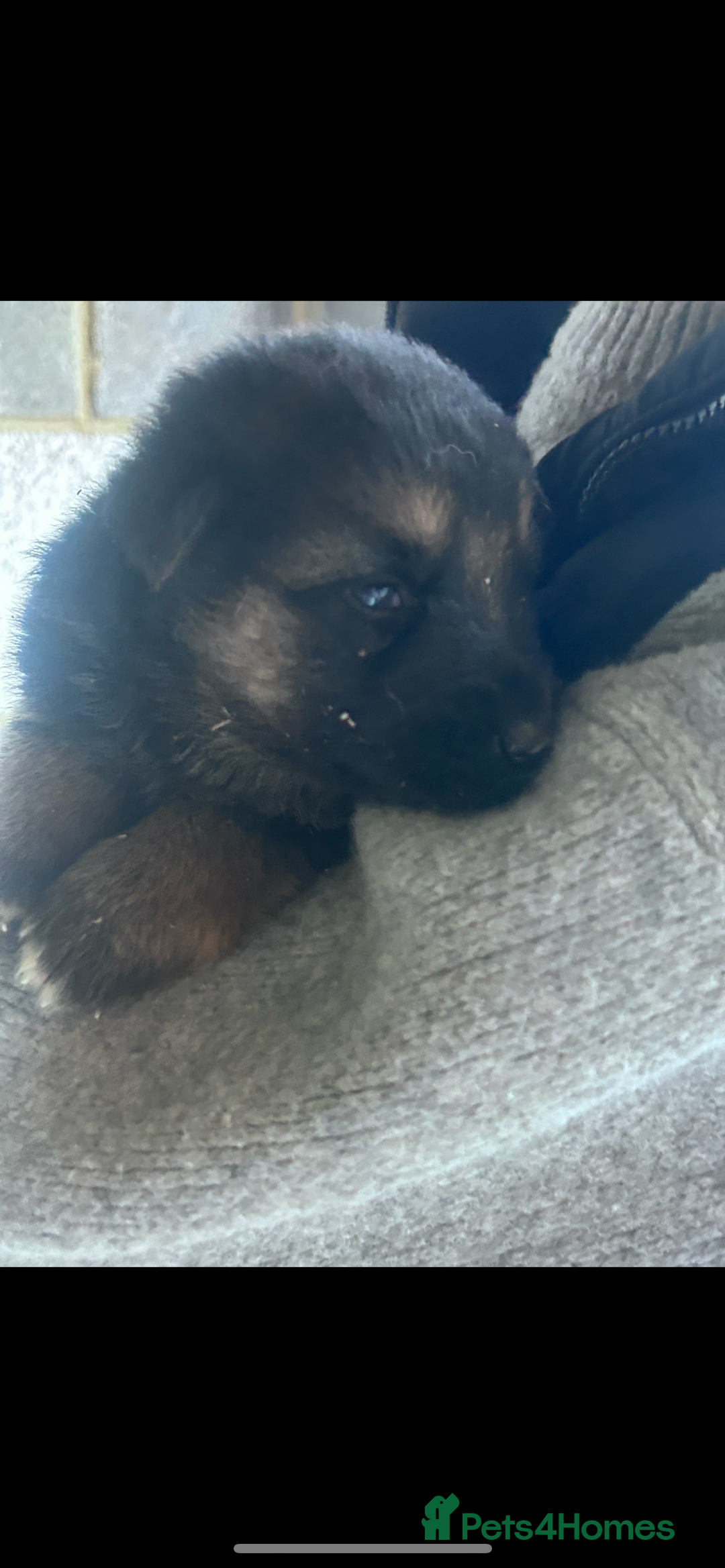 German Shepherd dogs for sale: German shepherd  - Image 1