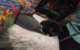 British Shorthair cats for sale: READY TO LEAVE NOW! Black and grey pedigree BSH!! - Image 10