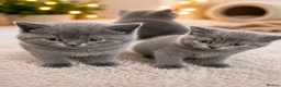 British Shorthair cats for sale: Beautiful British Shorthair Kittens Available - Advert 8
