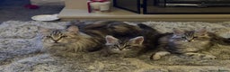 Maine Coon cats for sale: Ready to leave quality Maine coon kittens - Advert 31