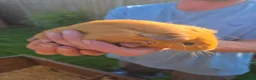 Guinea Pig rodents for sale: 3 boy guinea pigs for rehoming - Advert 4