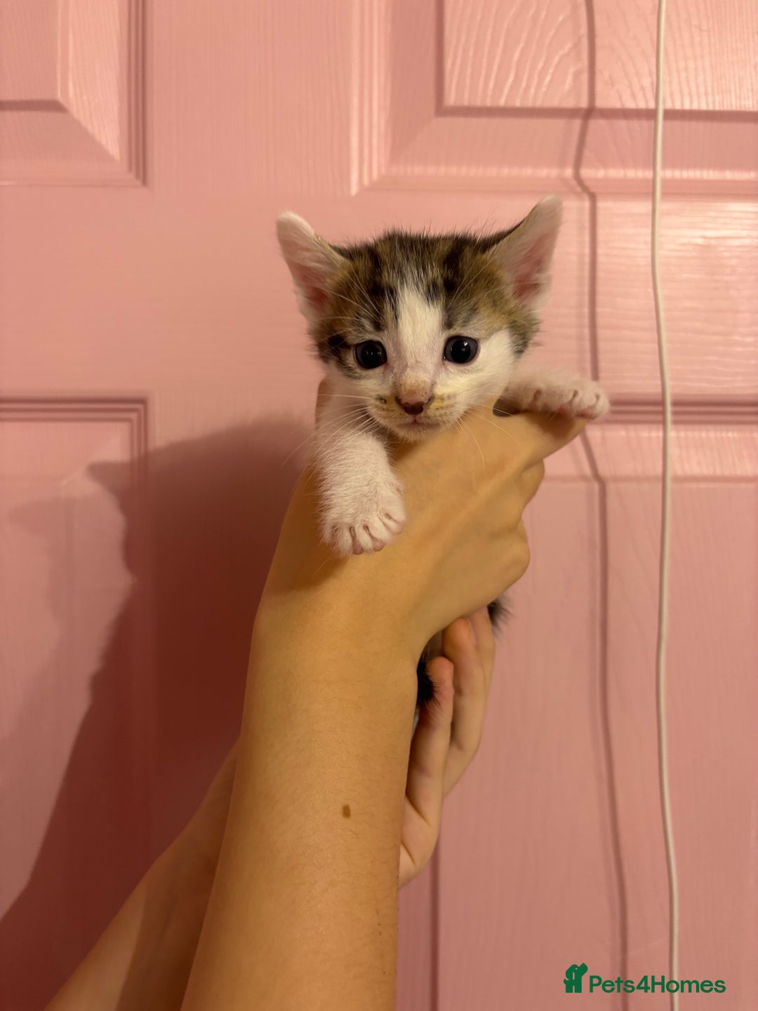 Bengal cats for sale: Bengal mix   in Manchester - Image 15