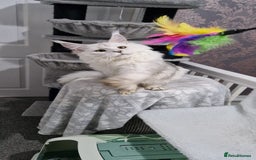 Maine Coon cats for sale: Beautiful GCCF Mainecoon kittens  - Image 23
