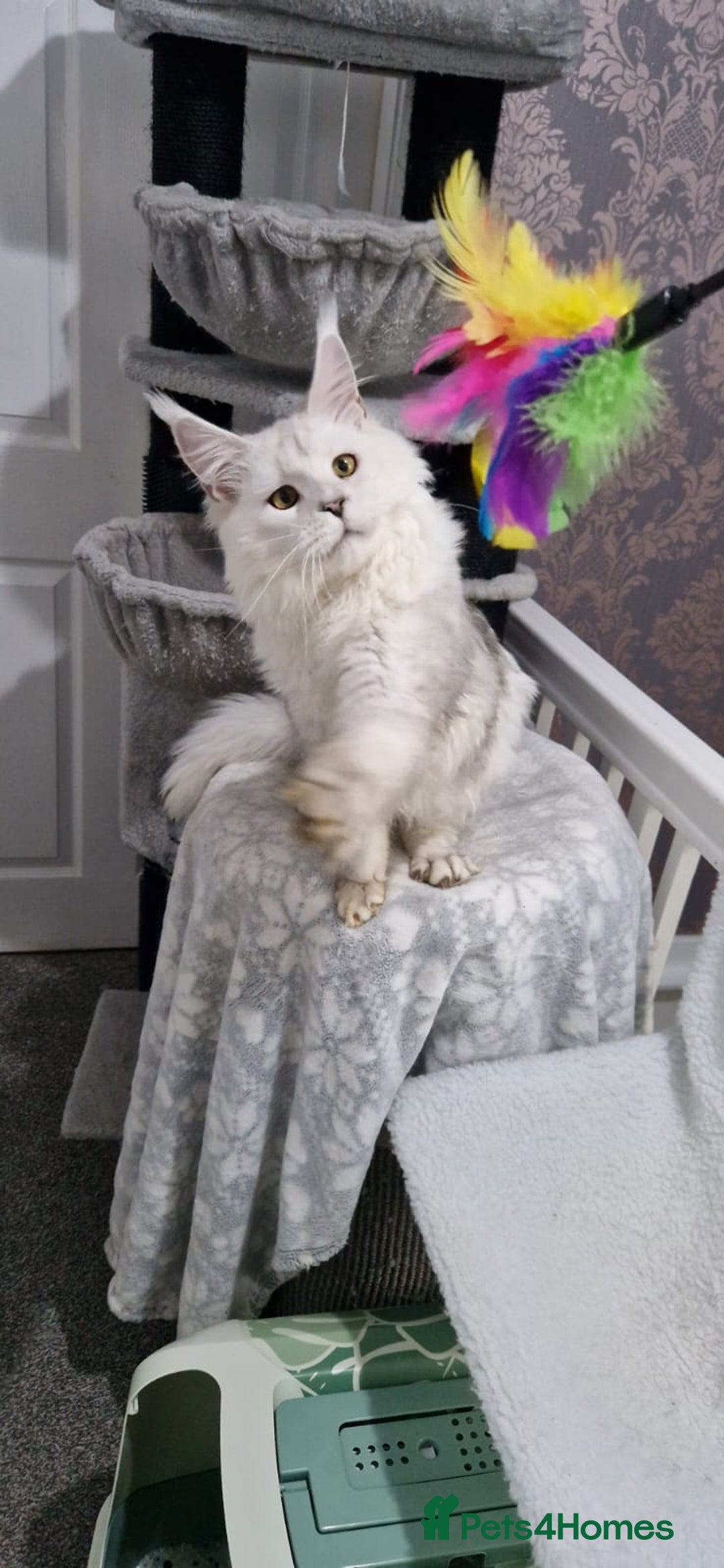 Maine Coon cats for sale: Beautiful GCCF Mainecoon kittens  - Image 23
